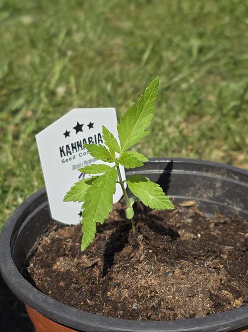 Amnesia Haze Go Fast by Kannabia 2026. Week 2