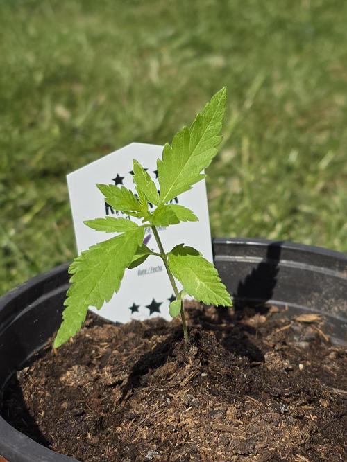 Amnesia Haze Go Fast by Kannabia 2026. Week 2