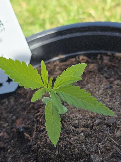Sunset Sherbet Go Fast by Kannabia 2026. Week 2