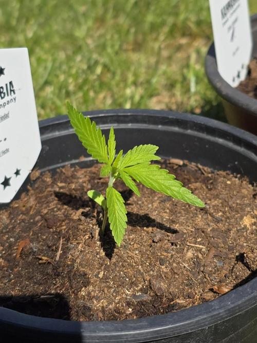 Sunset Sherbet Go Fast by Kannabia 2026. Week 2