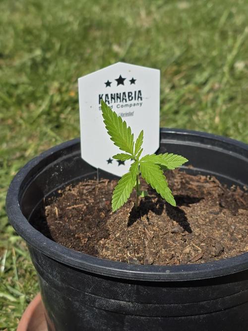Sunset Sherbet Go Fast by Kannabia 2026. Week 2