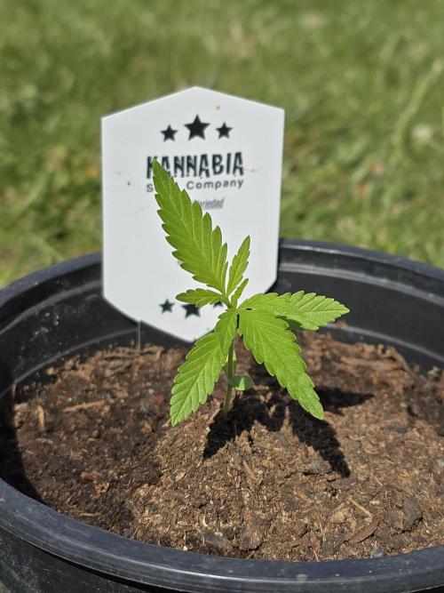 Sunset Sherbet Go Fast by Kannabia 2026. Week 2