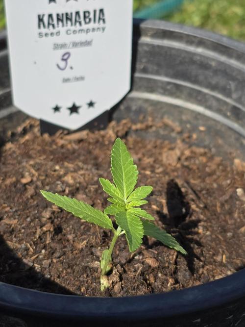 Pineapple Dream by Kannabia 2026. Week 2