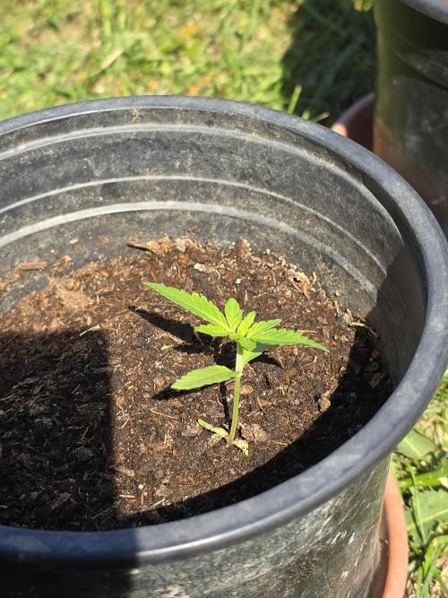 Pineapple Dream by Kannabia 2026. Week 2