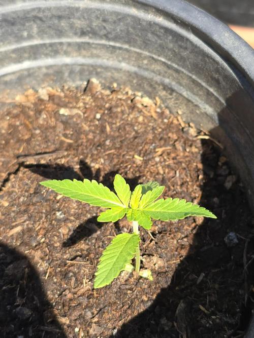 Pineapple Dream by Kannabia 2026. Week 2