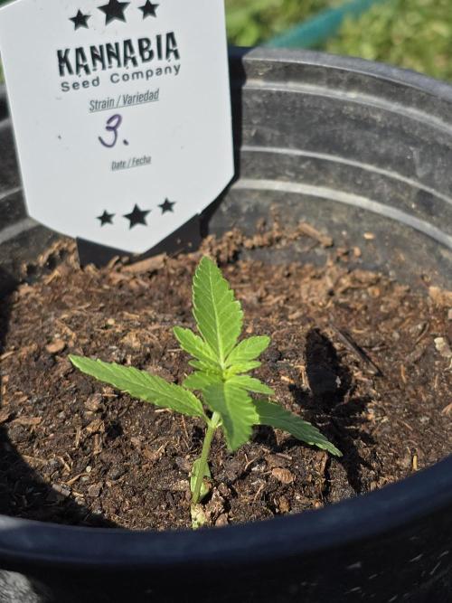 Pineapple Dream. Week 2