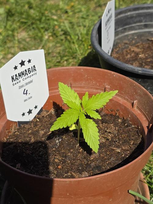 Clementine Slush by Kannabia 2026. Week 2