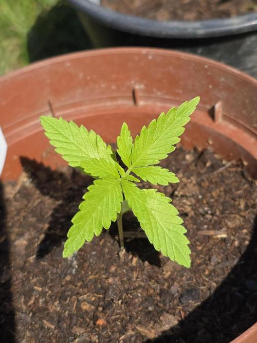 Clementine Slush by Kannabia 2026. Week 2