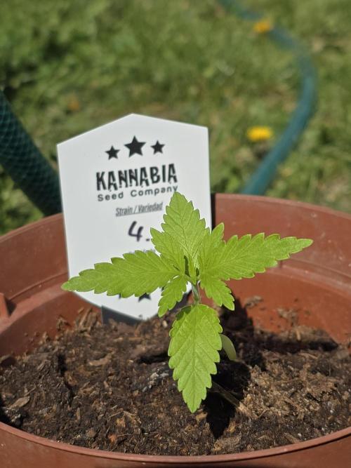 Clementine Slush by Kannabia 2026. Week 2