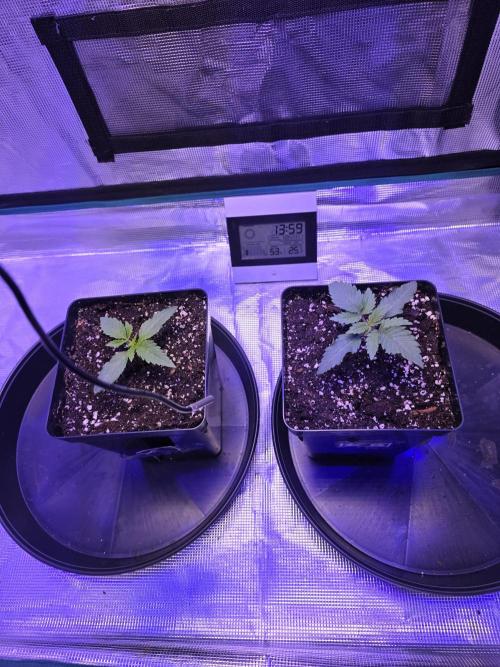 L.F.G.. Week 1