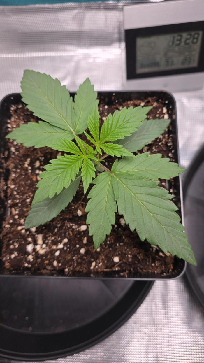 LFG barneys farm. Week 2