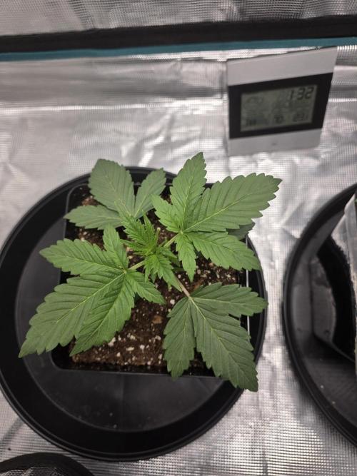 L.F.G.. Week 3