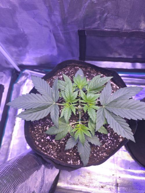 LFG barneys farm. Week 5