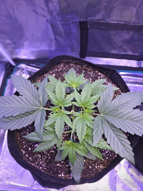 LFG barneys farm. Week 5