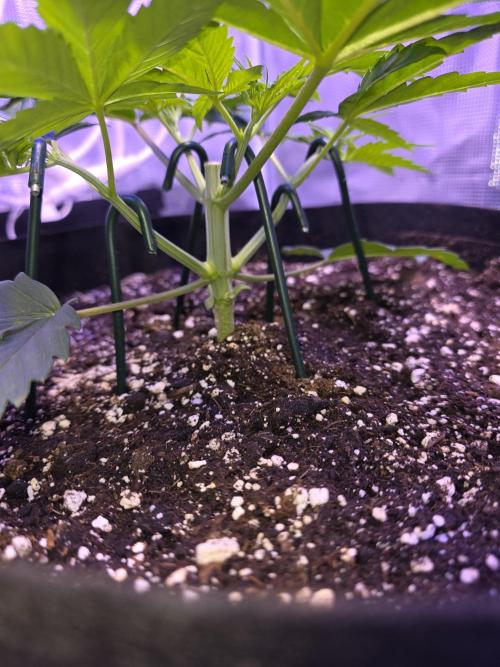 LFG barneys farm. Week 5
