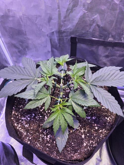 LFG barneys farm. Week 5
