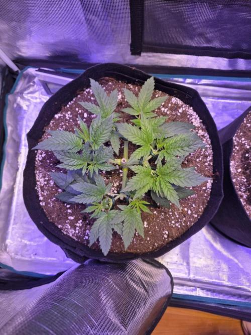 LFG barneys farm. Week 7