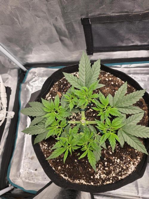 LFG barneys farm. Week 7