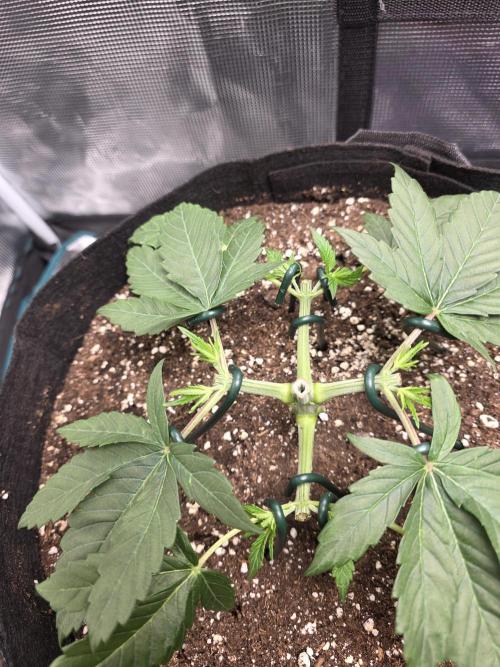 LFG barneys farm. Week 6