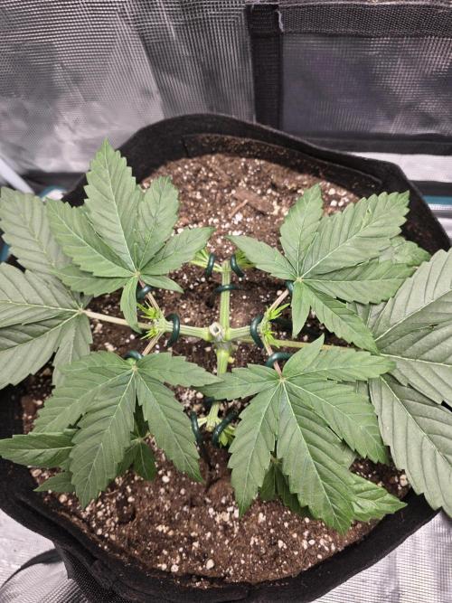 LFG barneys farm. Week 6