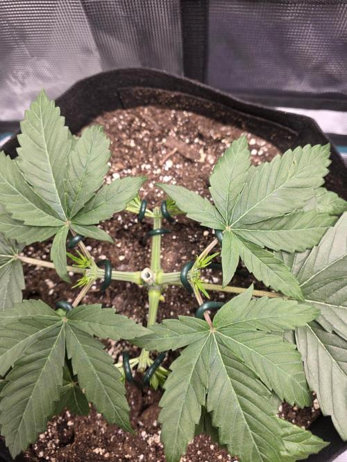 LFG barneys farm. Week 6