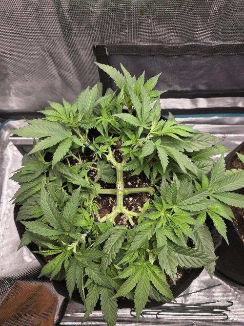 LFG barneys farm. Week 9