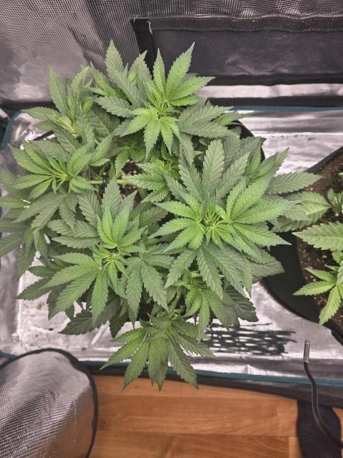 LFG barneys farm. Week 9