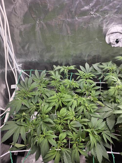 LFG barneys farm. Week 10
