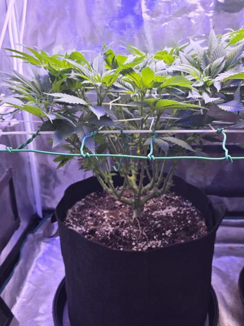 LFG barneys farm. Week 10