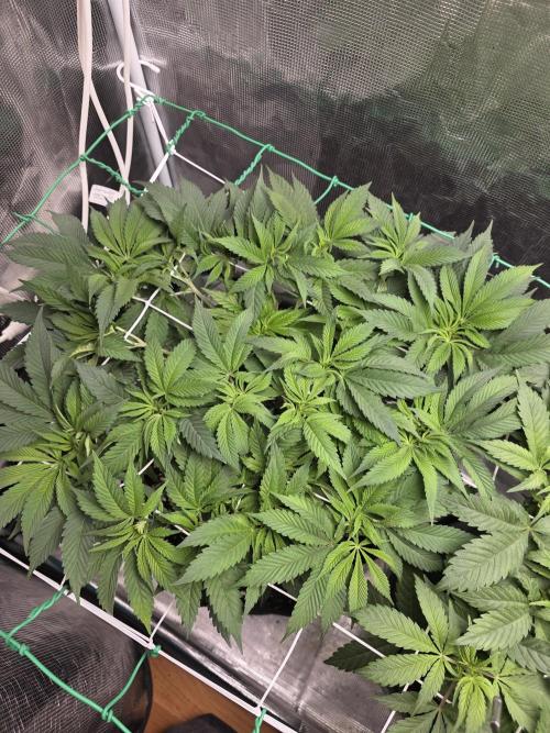 LFG barneys farm. Week 10