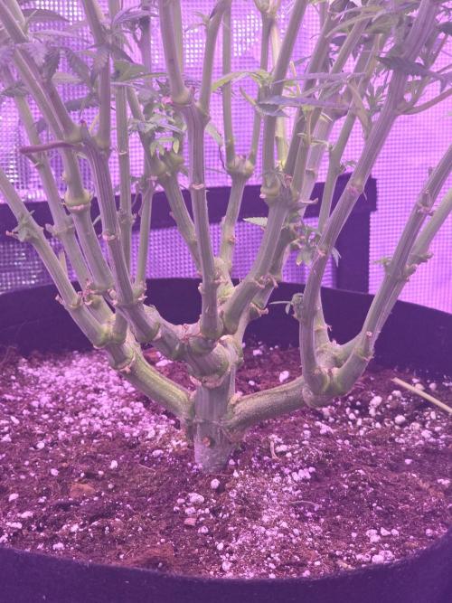 LFG barneys farm. Week 11