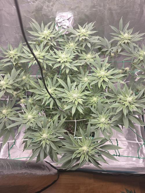 LFG barneys farm. Week 12