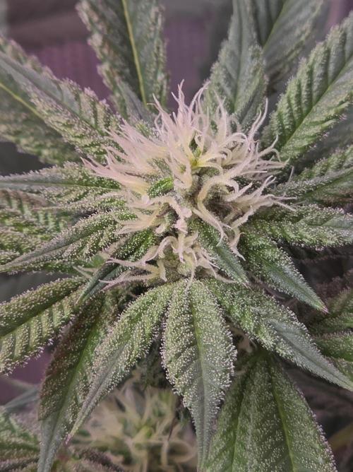 LFG barneys farm. Week 12