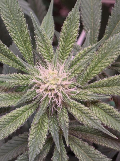 LFG barneys farm. Week 12