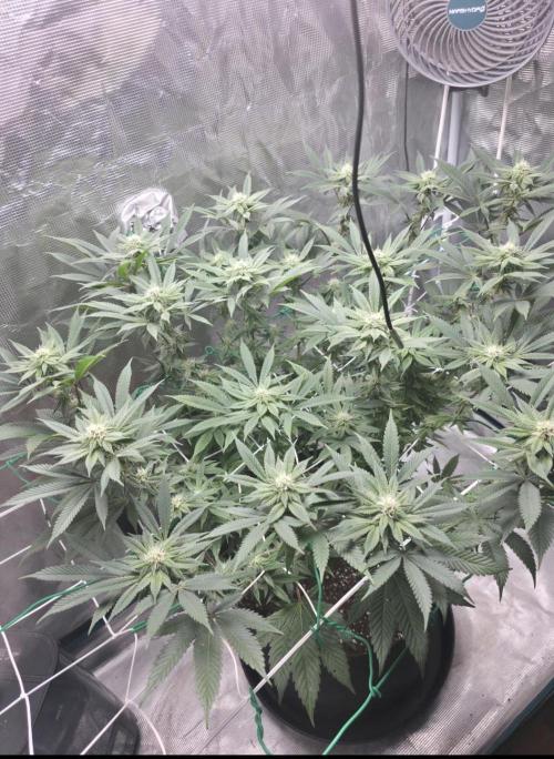 LFG barneys farm. Week 12