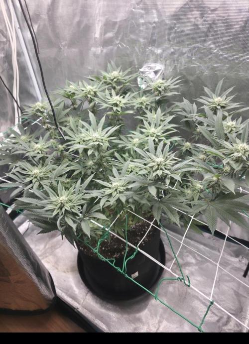 LFG barneys farm. Week 12