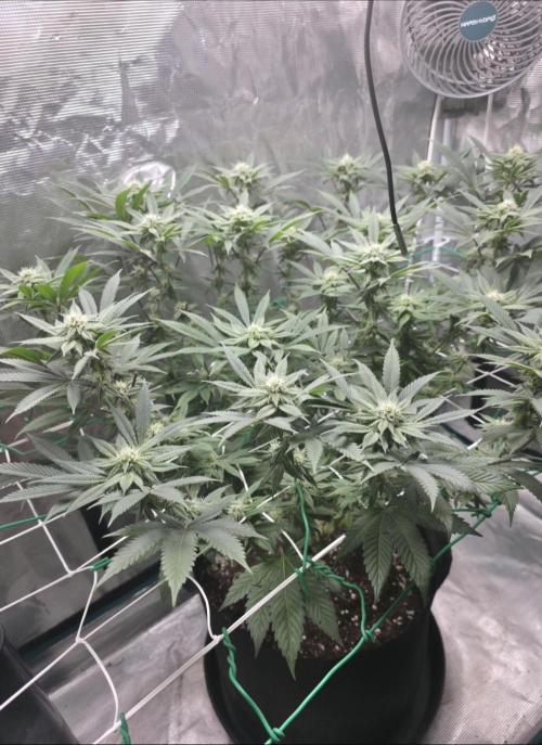 LFG barneys farm. Week 12