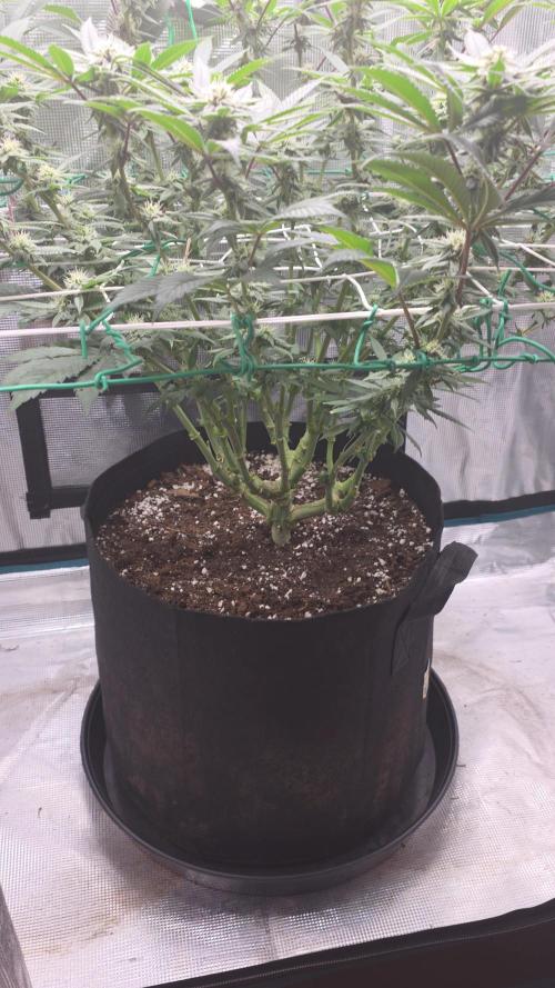 LFG barneys farm. Week 12