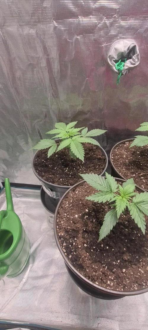 Lemon cherry cookies fast bud