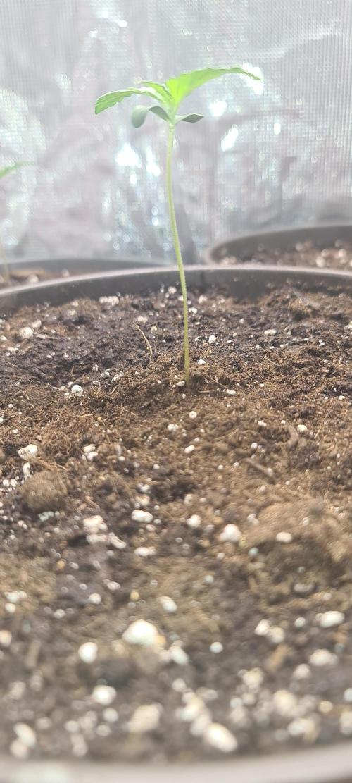 Lemon cherry cookies fast bud. Week 1
