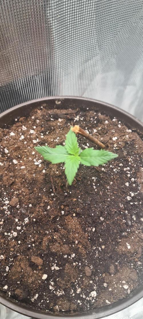 Lemon cherry cookies fast bud. Week 1
