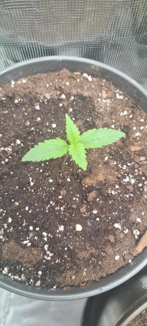 Lemon cherry cookies fast bud. Week 1