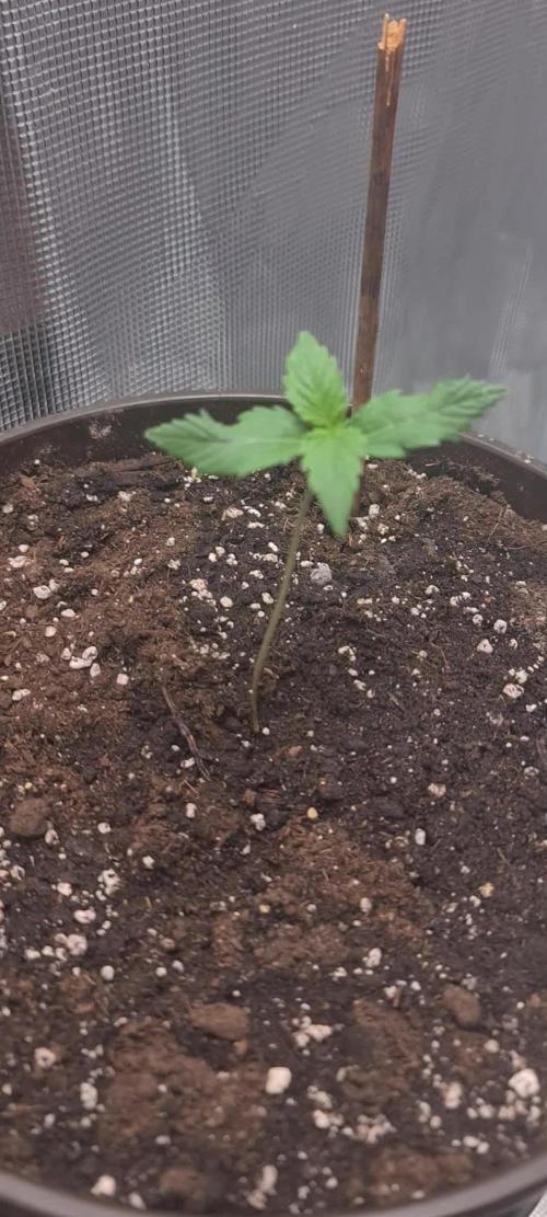 Lemon cherry cookies fast bud