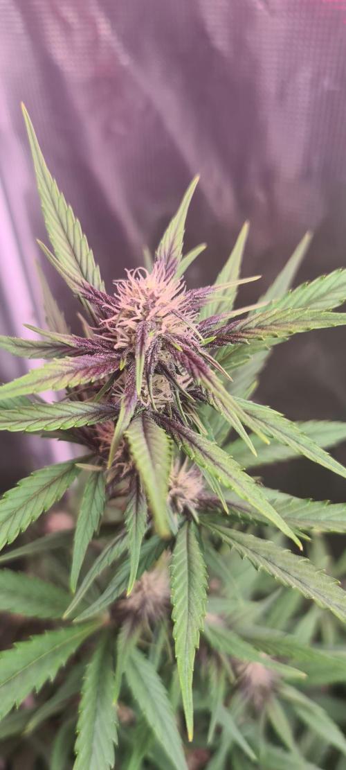 Lemon cherry cookies fast bud. Week 5