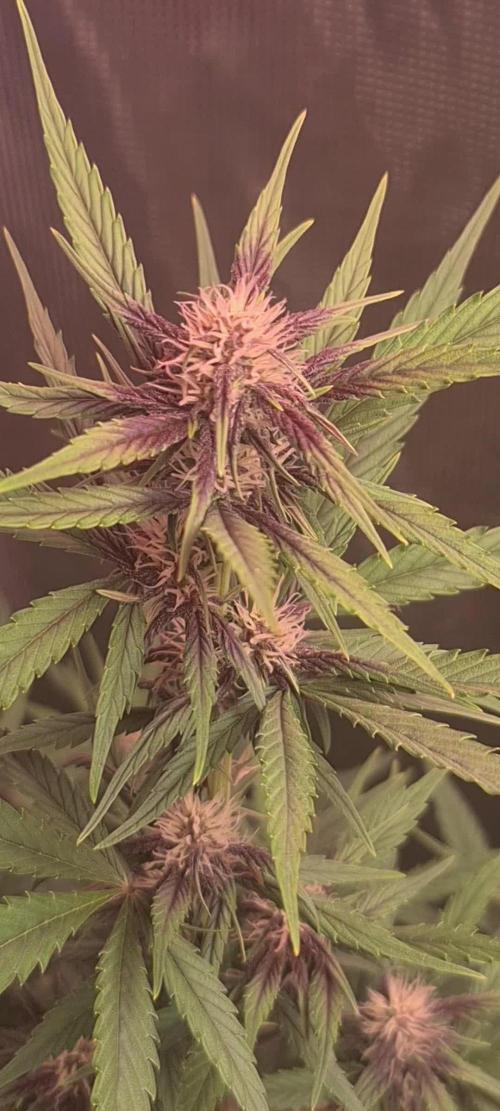 Lemon cherry cookies fast bud