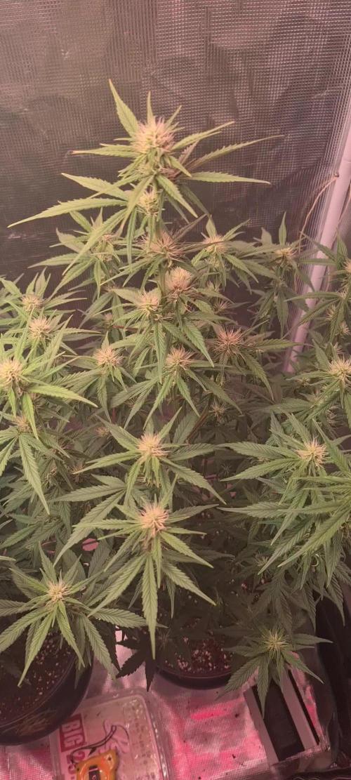 Lemon cherry cookies fast bud