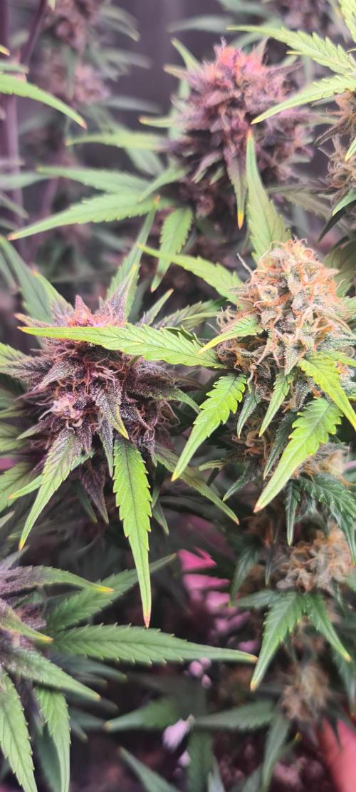 Lemon cherry cookies fast bud. Week 7