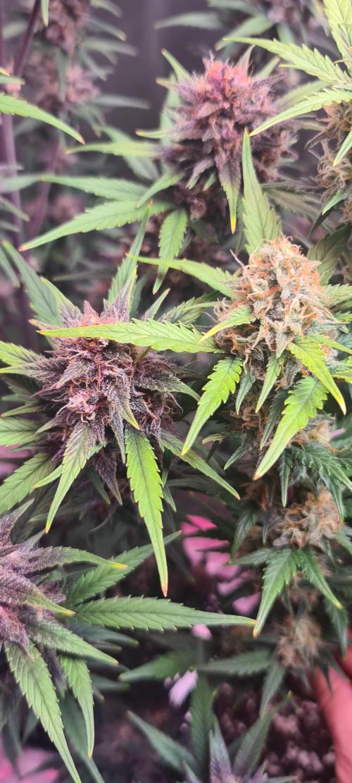 Lemon cherry cookies fast bud. Week 7