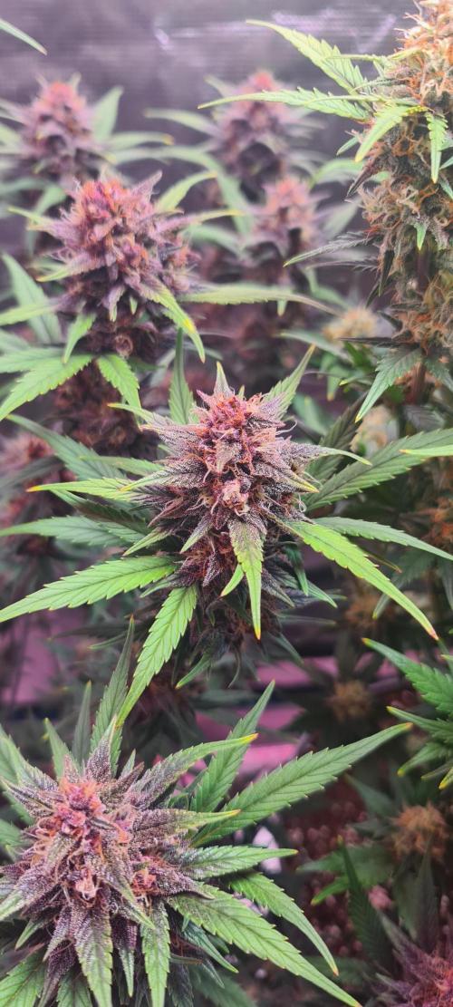 Lemon cherry cookies fast bud. Week 7