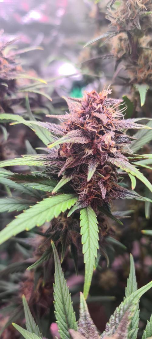 Lemon cherry cookies fast bud. Week 7